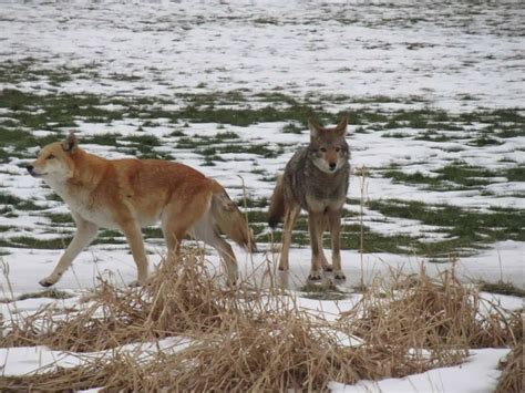 Nearly 400 Coyote Sightings Reported In Mississauga So Far This Year