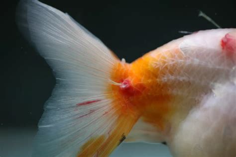 Internal Parasites In Goldfish Identification And Treatment Crazy About Fish