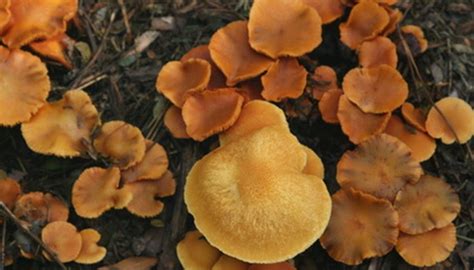 Mushroom Hunting In Austin Texas Sciencing