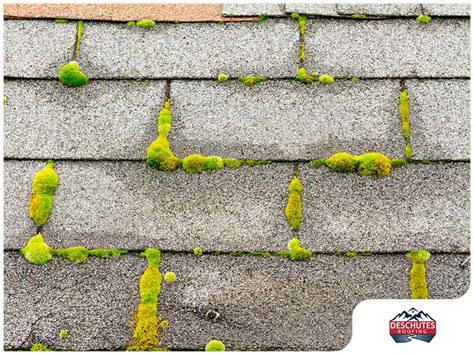 How To Get Rid Of Moss Growth On Shingle Roofing At Home