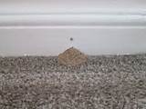 Photos Of Termite Droppings Photos