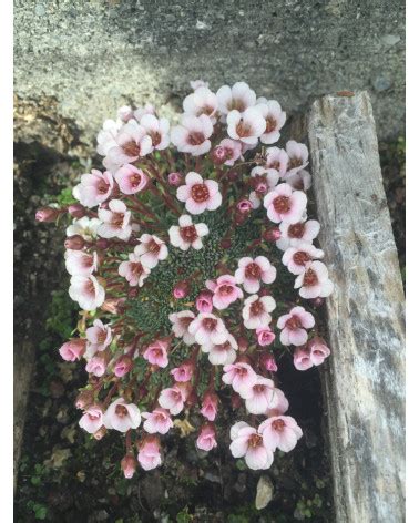 Kabschia Steinbrech Saxifraga Irvingii Jenkinsiae Pflanze