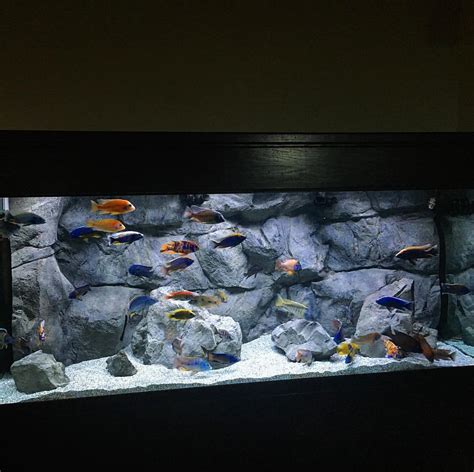 Fish Tank Rock Background Tunersread Com