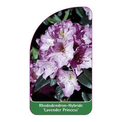 Rhododendron Lavender Princess