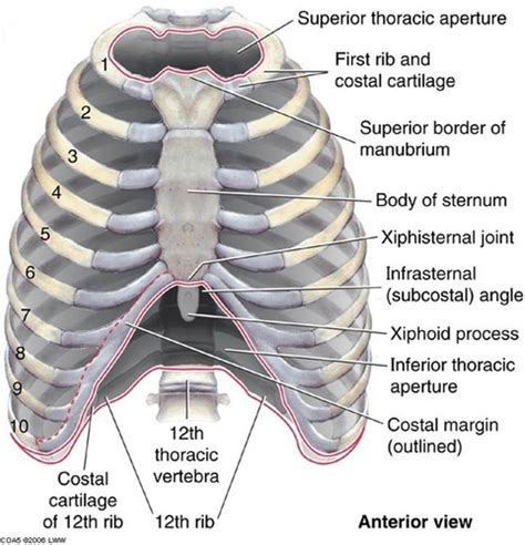 Rib Anatomy Posterior