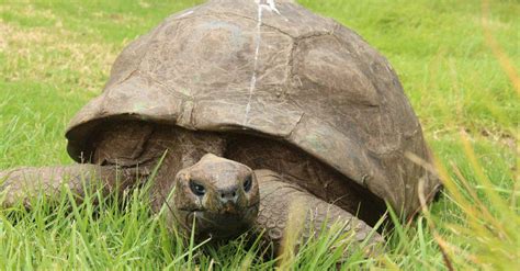 How Old Is The Worlds Oldest Turtle 5 Turtles That Survived For