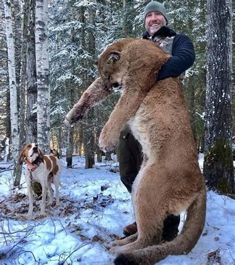 Canadian Tv Host Steve Ecklund Killed A Cougar For A Stir Fry Then
