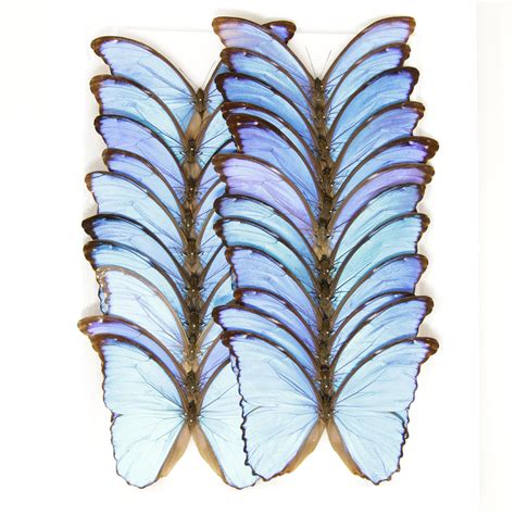 Morpho Didius A1 Giant Blue Morpho Butterflies Real Unmounted