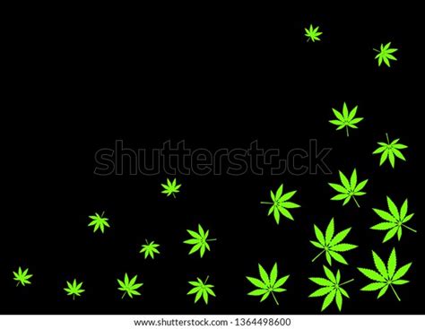 Cannabis Black Background Green Leaves Stock Vector Royalty Free