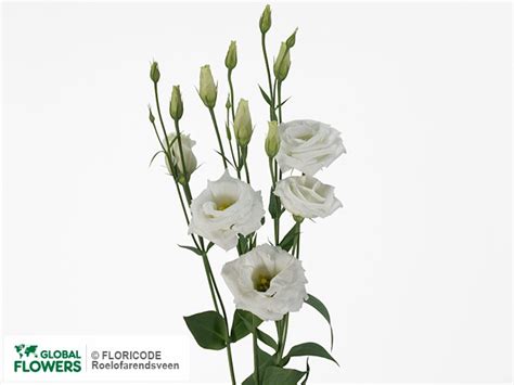 Photo Eustoma Russellianum Gevuldbloemig Minuet White Global Flowers