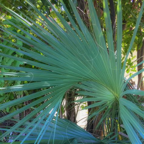 Why Are These Sabal Palmetto So Bushy Discussing Palm Trees
