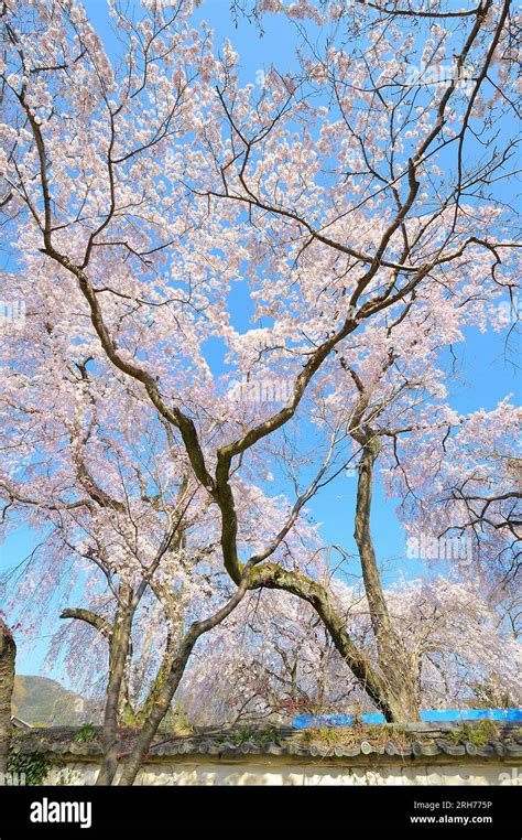 The Beauty Of Cherry Blossoms In Spring At The Daigo Ji Temple Kyoto