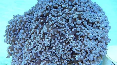 Frogspawn Coral Youtube