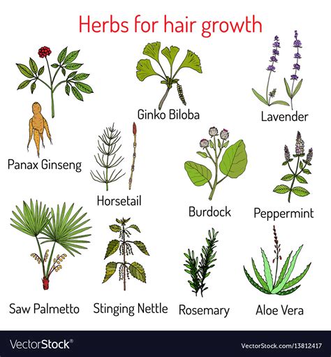 37 Natural Herbs For Hair Growth Hairstyle
