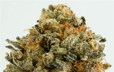 Maybe you would like to learn more about one of these? Platinum Cookies Strain Review! Best Cookies in Seattle ...