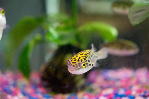 Are Green Spotted Puffer Fish Freshwater Fish Voyage
