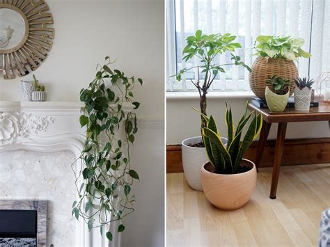 10 Of The Easiest House Plants To Care For Easy House Plants Tetbury