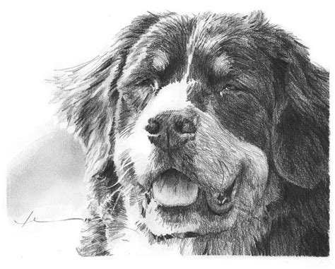 Bernese Mountain Dog Pencil Portrait Drawing By Mike Theuer Fine Art