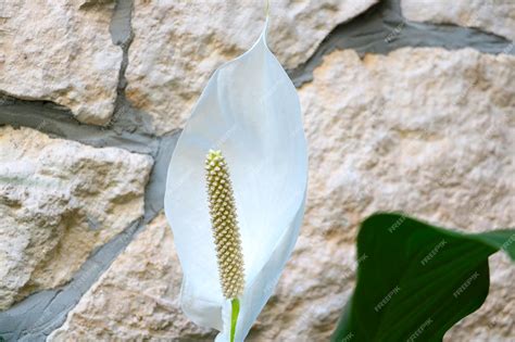 Premium Photo White Famingo Flowers Anthurium Or Laceleaf Are