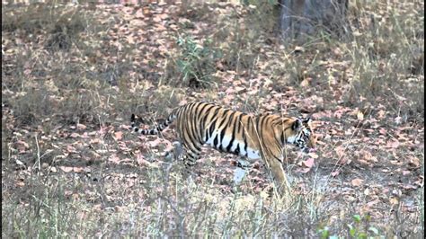 Tigress In Bandhavgarh National Park YouTube
