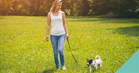 How To Teach Your Dog To Walk On A Lead Spinney Vets