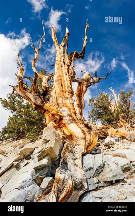 Great Basin Bristlecone Pine Tree Pinus Longaeva Along The Discovery