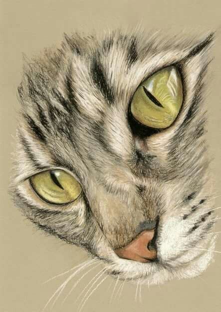 Pin On Art Of Cat Drawings