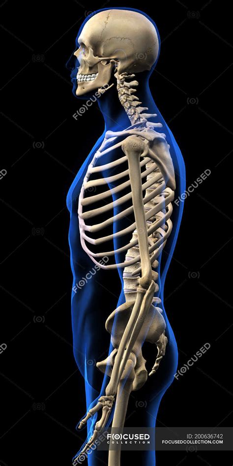 Side View Of Human Skeleton On Black Background — Vertebrae Vertebral