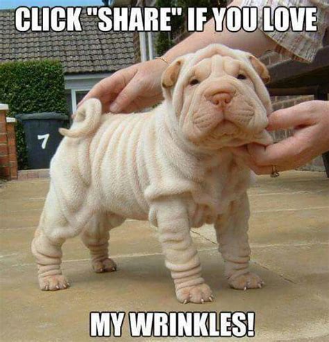 Shar Pei Puppies Cute Puppies Dogs And Puppies Cute Dogs Baby