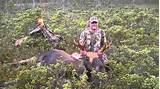 Images of Moose Hunting Outfitters In Newfoundland