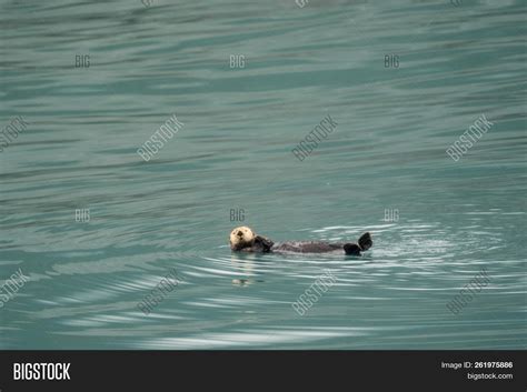 Cute Sea Otter Image And Photo Free Trial Bigstock