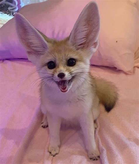 Please Follow Scream Foxxo Littlefox Babyfox Kit Kitten Foxlove
