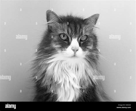 Black And White Photography Of A Siberian Cat Stock Photo Alamy