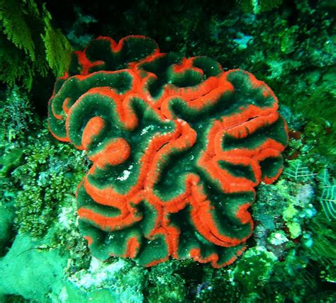 Free Stock Photo Of Coral Sea
