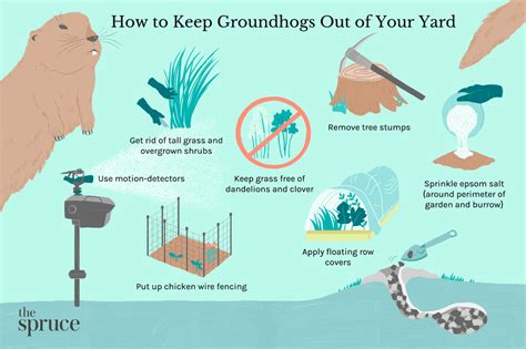 6 Ways To Get Rid Of Groundhogs Naturally