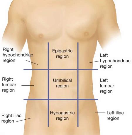 The left kidney, small intestine and descending colon are all found at the lower left side of the back, also known as the left lumbar region. anatomical planes | A Fistful of Neurons