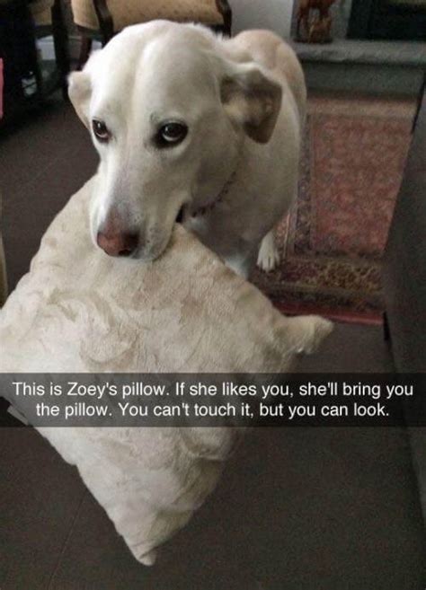 27 Funny Looking Dogs That Are Just Too Cute For The Internet
