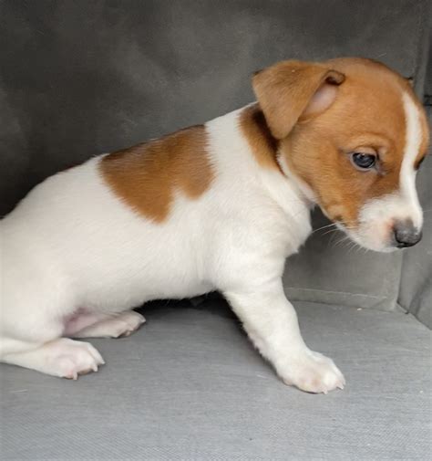 Jack Russell Terrier Puppies For Sale Port Washington Ny Free
