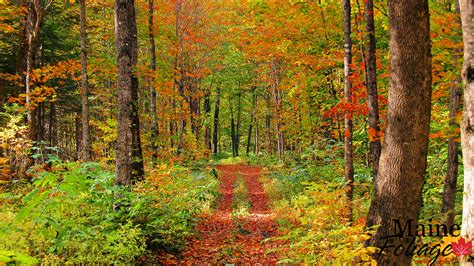 46 Maine Fall Foliage Wallpaper