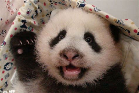The First Panda Born In Taiwan Asiaone
