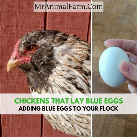 Chickens That Lay Blue Eggs Adding Blue Eggs To Your Flock Blue Eggs Americana Chickens