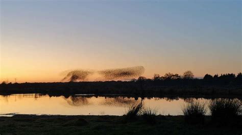 Watch Starlings Stunning Sky Dance Over Shropshire Nature Reserve