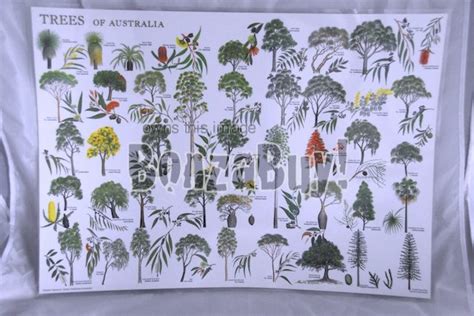 Charts Posters Chart Trees Of Australia A2 Laminated