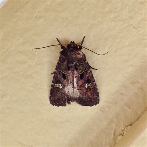 Papillon De Nuit Non Identifié Posé Sur Le Mur à Lintérieur Du Chalet