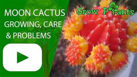 There are places in il where cacti grow (zone 5) so i don't see why some kinds wouldn't grow in your area. Moon cactus - growing, care and problems - Plant ...