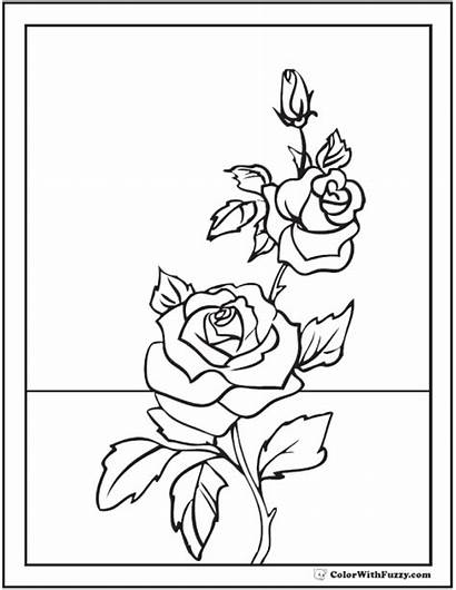 Coloring Rose Pages Flower Pdf Flowers Drawing