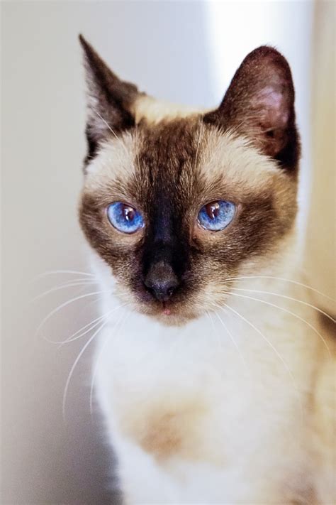 12 Sensational Siamese Cat Names I The Discerning Cat