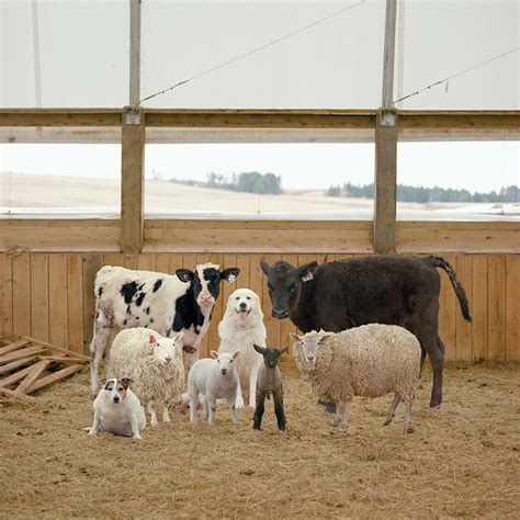 This Photographer Photographs Farm Animal Like No One Else