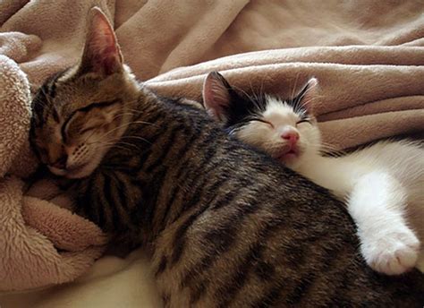Top 24 Very Cute Cuddling Kitten Pictures Kitten