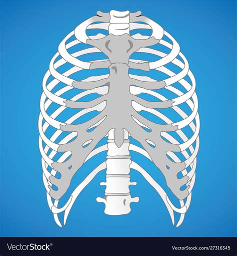 Review the anatomical characteristics of the rib and ribcage in this interactive tutorial and test your introduction to the structure of the ribcage and ribs: Anatomy Diagram Rib Area / Vintage Anatomy Print Features The Side View Of The Human Rib Cage ...